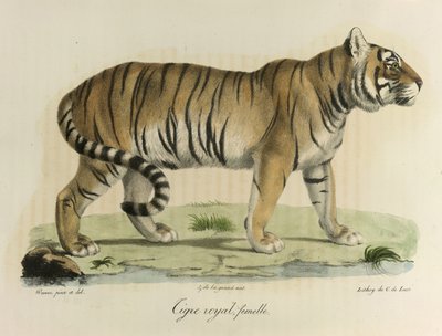 Tigre royal, femelle. Une tigresse royale, de Histoire Naturelle des Mammifères - French School