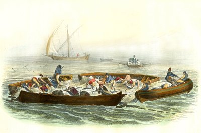 Pêche au thon ou madrague - Planche extraite de l