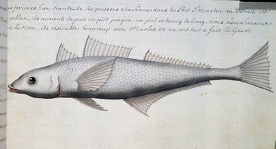 Poisson inconnu, détroit de Magellan, aquarelle du journal de bord de Jacques Gouin de Beauchesne (1652-1730), capitaine de la Compagnie royale de la Mer du Sud, de 1698 à 1701, France - French School