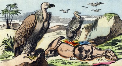 Vautours. Gravure dans "Buffon Alphabet des Oiseaux n 1". 3e Série N 1. Imagerie d