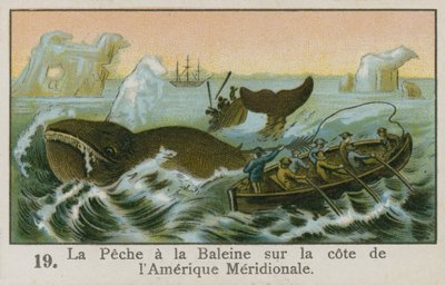 Chasse à la baleine au large de l