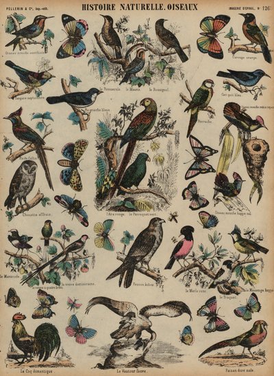 Oiseaux sauvages - French School
