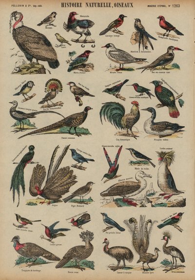 Oiseaux sauvages - French School