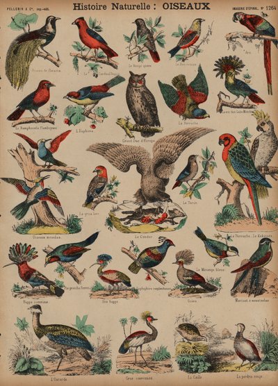 Oiseaux sauvages - French School