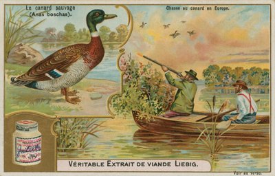 Canard sauvage ; chasse au canard en Europe - French School