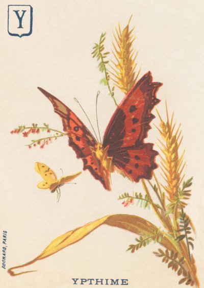 Y : Ypthime (Apatura ilia ou Petit Mars changeant) - French School