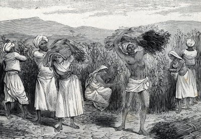 Récolte de smilax commun ou salsepareille ou liseron rugueux au Pérou (gravure) 1888 - French School