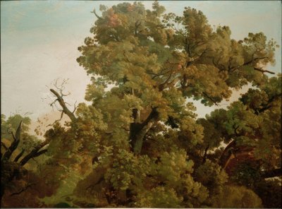 Chêne - Friedrich Nerly