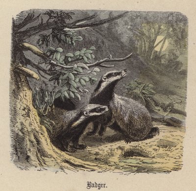 Blaireau - Friedrich Specht