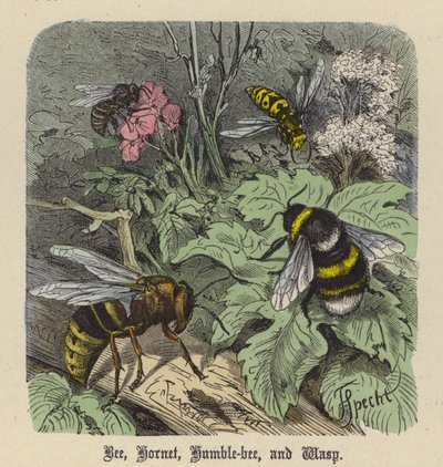 Abeille, Frelon, Bourdon et Guêpe - Friedrich Specht