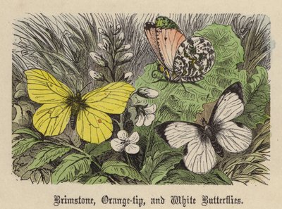 Papillons Citron, Aurore et Blanc - Friedrich Specht