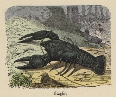 Écrevisse - Friedrich Specht