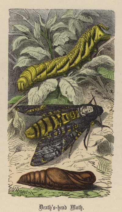 Sphinx Tête de Mort - Friedrich Specht
