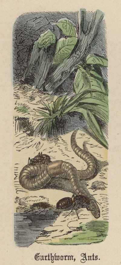 Ver de Terre, Fourmis - Friedrich Specht