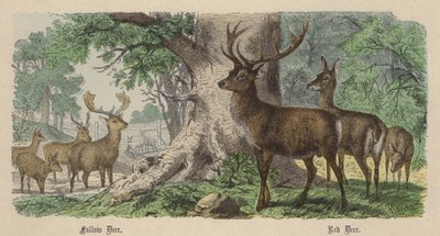 Daim, Cerf Rouge - Friedrich Specht