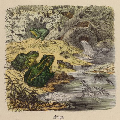 Grenouilles - Friedrich Specht