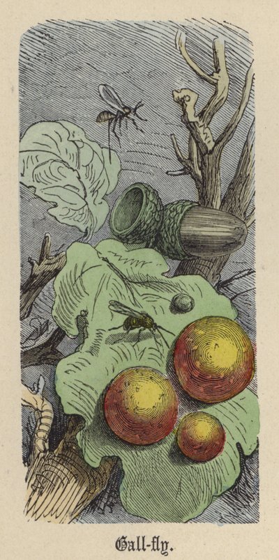 Cynips - Friedrich Specht