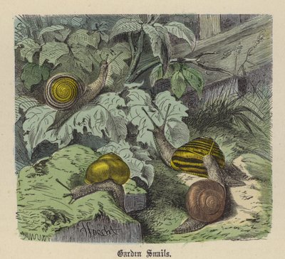Escargots de jardin - Friedrich Specht
