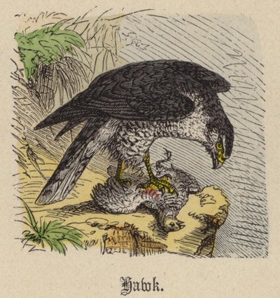 Faucon - Friedrich Specht