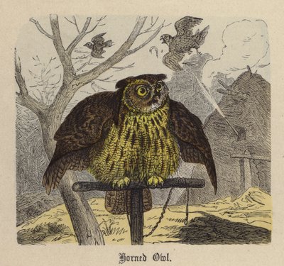 Hibou cornu - Friedrich Specht