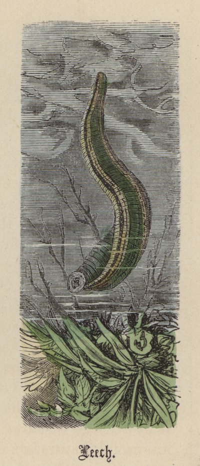 Sangsue - Friedrich Specht