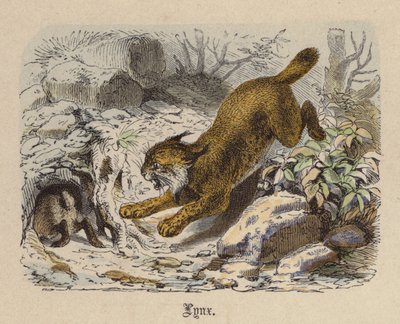 Lynx (gravure en couleur) - Friedrich Specht