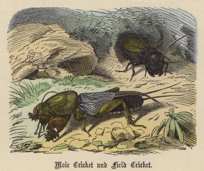Grillon des champs et Grillon-taupe - Friedrich Specht