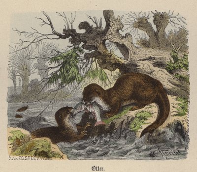 Loutre (gravure en couleur) - Friedrich Specht