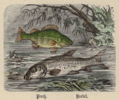 Perche, Barbeau - Friedrich Specht