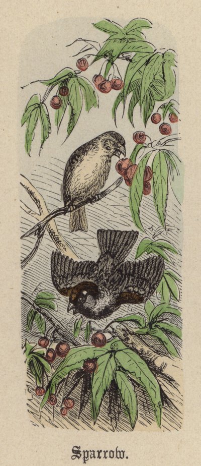 Moineau - Friedrich Specht