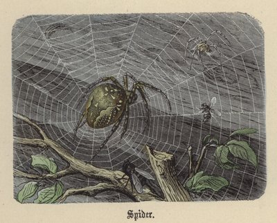 Araignée - Friedrich Specht