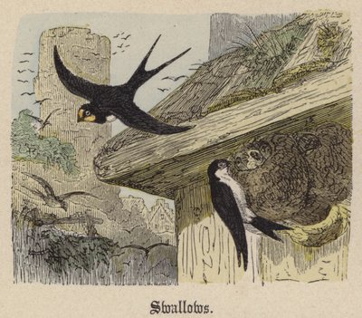 Hirondelles - Friedrich Specht