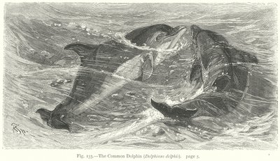 Le dauphin commun (Delphinus Delphis) (gravure) - Friedrich Specht