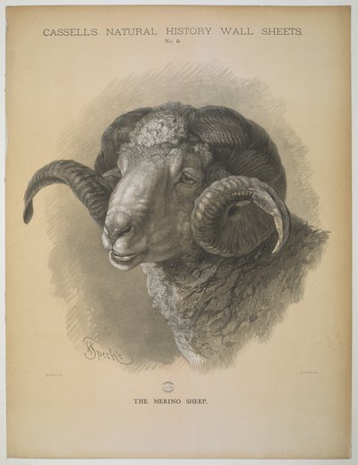 Le mouton mérinos, de 