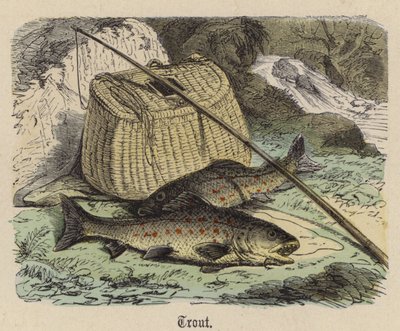 Truite - Friedrich Specht