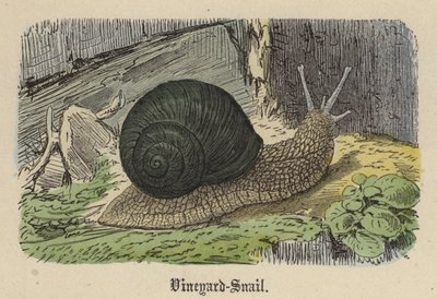 Escargot des vignes - Friedrich Specht