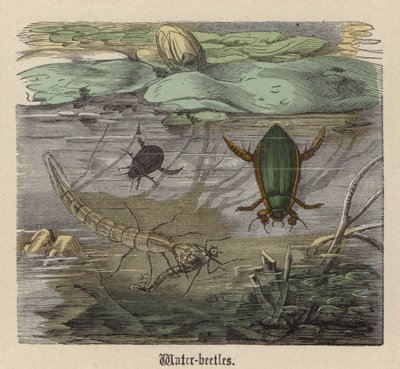 Coléoptères Aquatiques - Friedrich Specht