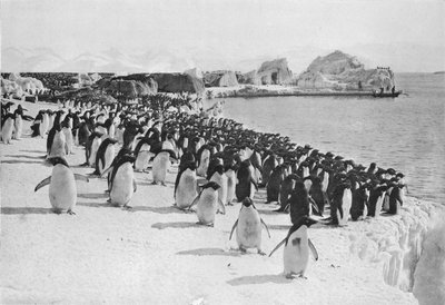 Promenade des pingouins, vers 1911, 1913 - G. Murray Levick