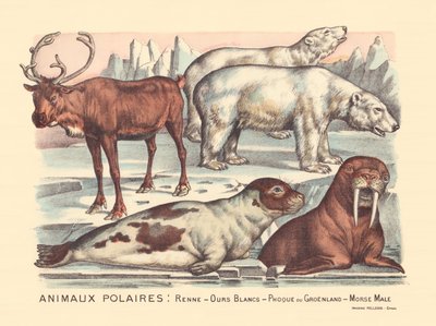 Page 14 : Animaux polaires : rennes, ours polaires, phoque du Groenland, morse mâle - Gabriel Gostiaux