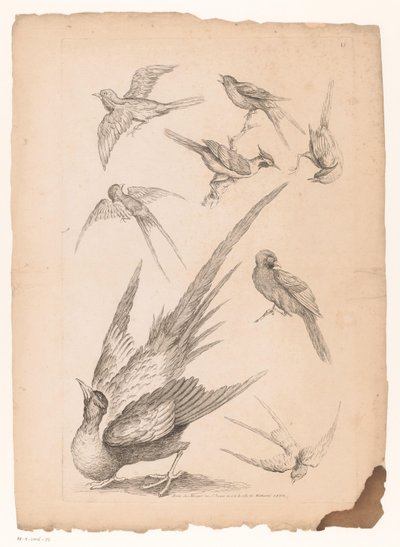 Huit oiseaux chinois, dont peut-être des oiseaux de paradis - Gabriel Huquier (attributed to)