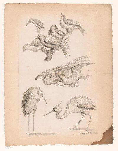 Neuf oiseaux chinois, y compris des hérons et un martin-pêcheur - Gabriel Huquier (attributed to)
