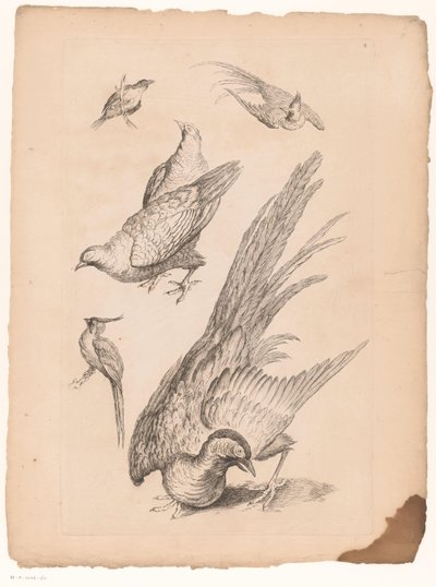 Six oiseaux chinois - Gabriel Huquier (attributed to)