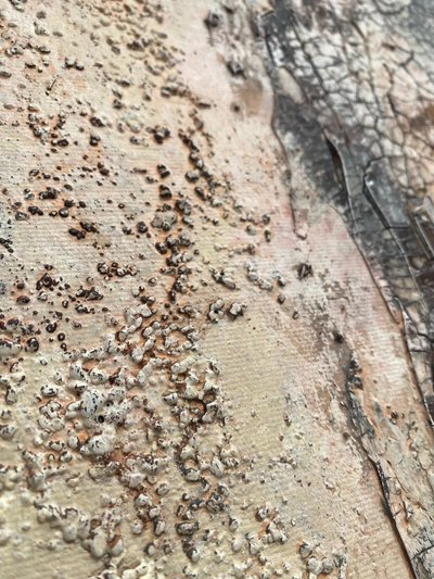  - Gabriela Aleksandra Szuba