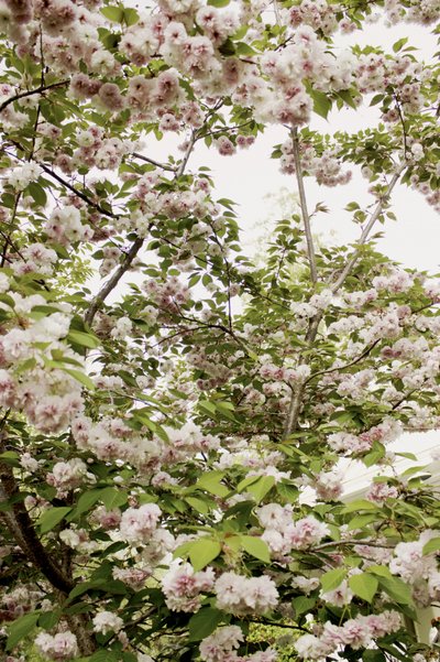 Fleurs de cerisier au printemps - Gemma Bardot