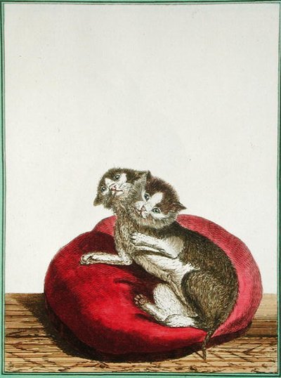 Chat à deux têtes - Genevieve Regnault de Nangis