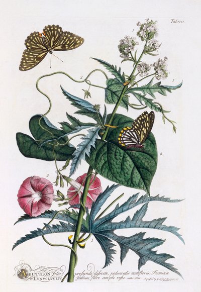 1. Abutilon, 2. Convolvulus, vers 1748 gravure coloriée à la main - "Georg Dionysius Ehret