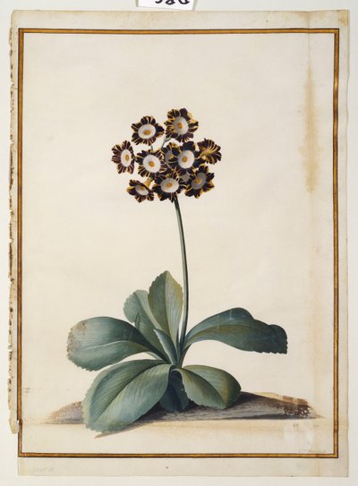Une auricule pourpre panachée - Georg Dionysius Ehret