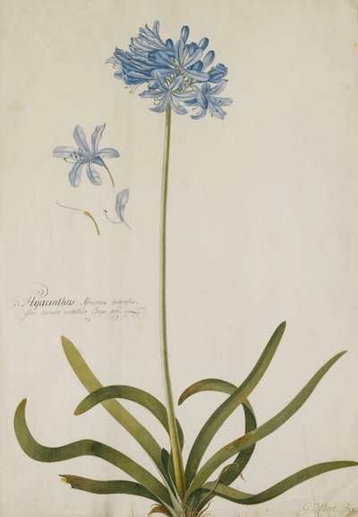 Agapanthus - Georg Dionysius Ehret
