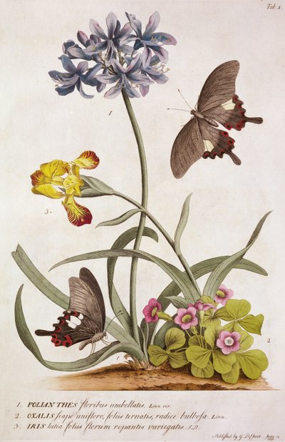 Agapanthus africanus, Iris variegata et une espèce d