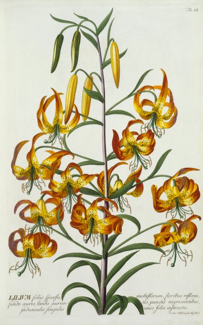 Lys Turkscap Américain - "Georg Dionysius Ehret